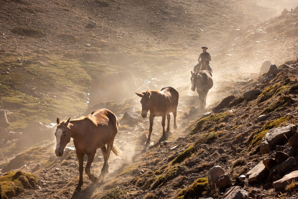 Gauchos and Arrieros walking the Andes Darwin Trail.