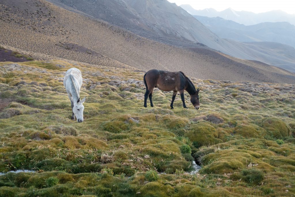 Horses grazing in the Andes Mountains