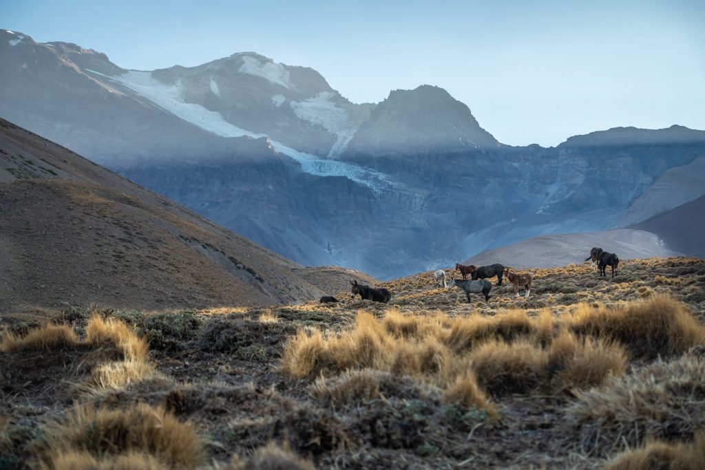 A stunning view of the Andes peaks against a clear blue sky with horses and mules in the field.