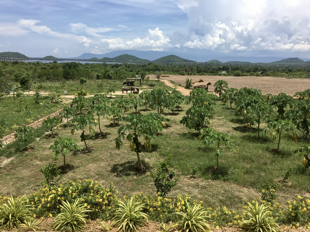 Cambodia Pepper Farm
ο»Ώ