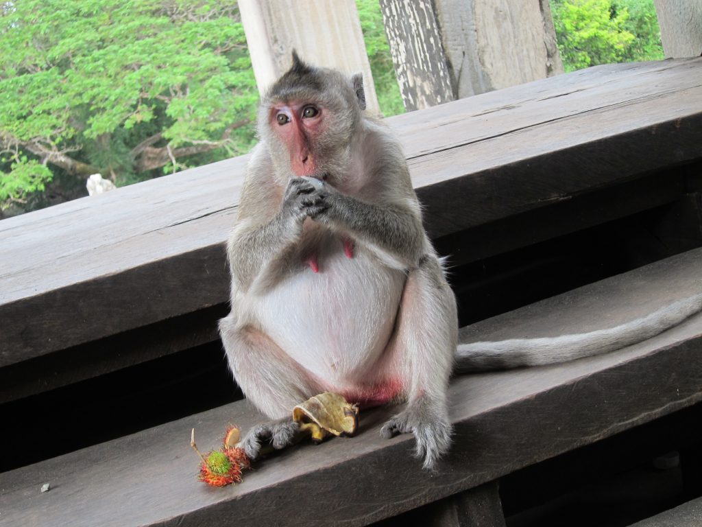 Temple monkey eating fruits