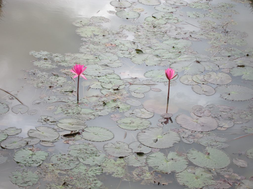 Lotus Flowers