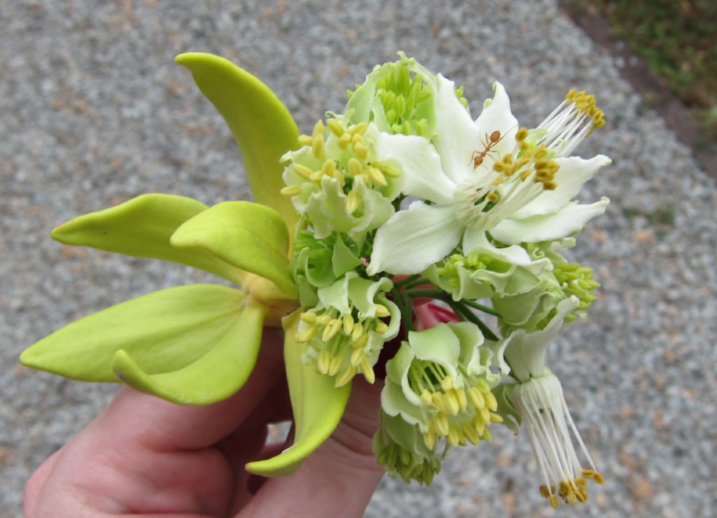 Beautiful Cambodian Flowers