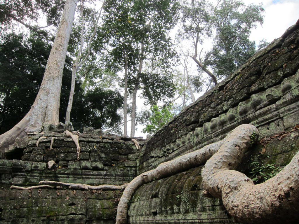 Ta Prohm Temple Cambodia Tree Roots