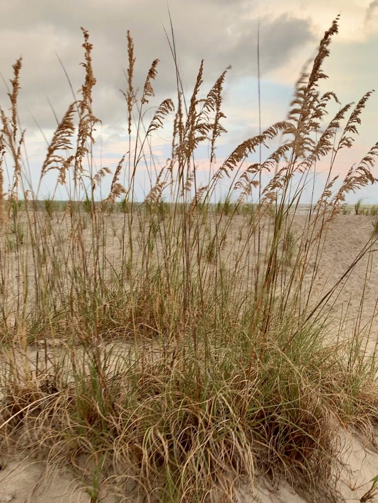 Tybee Island Dunes