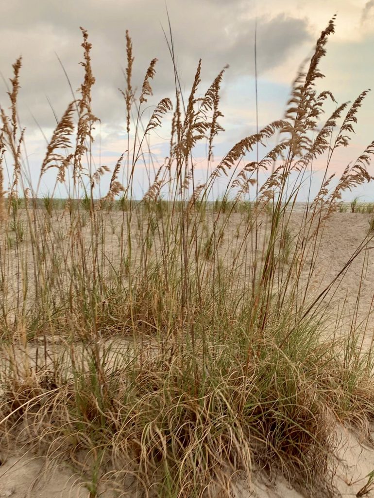 Tybee Island Dunes 