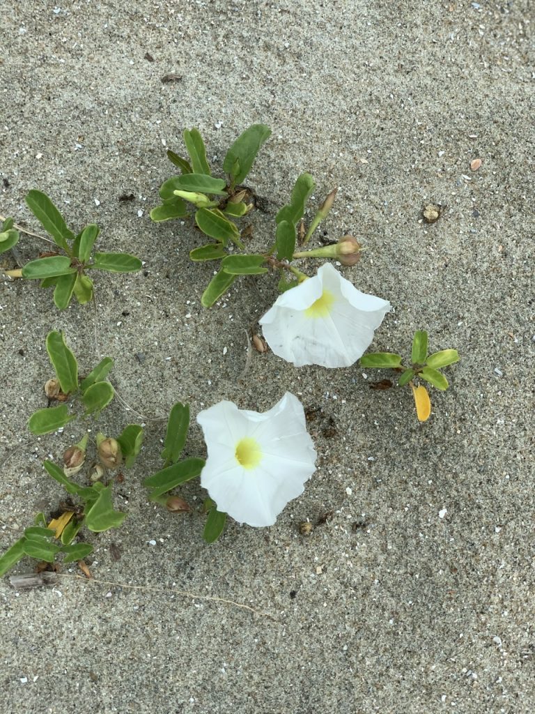 Beach Flowers Tybee