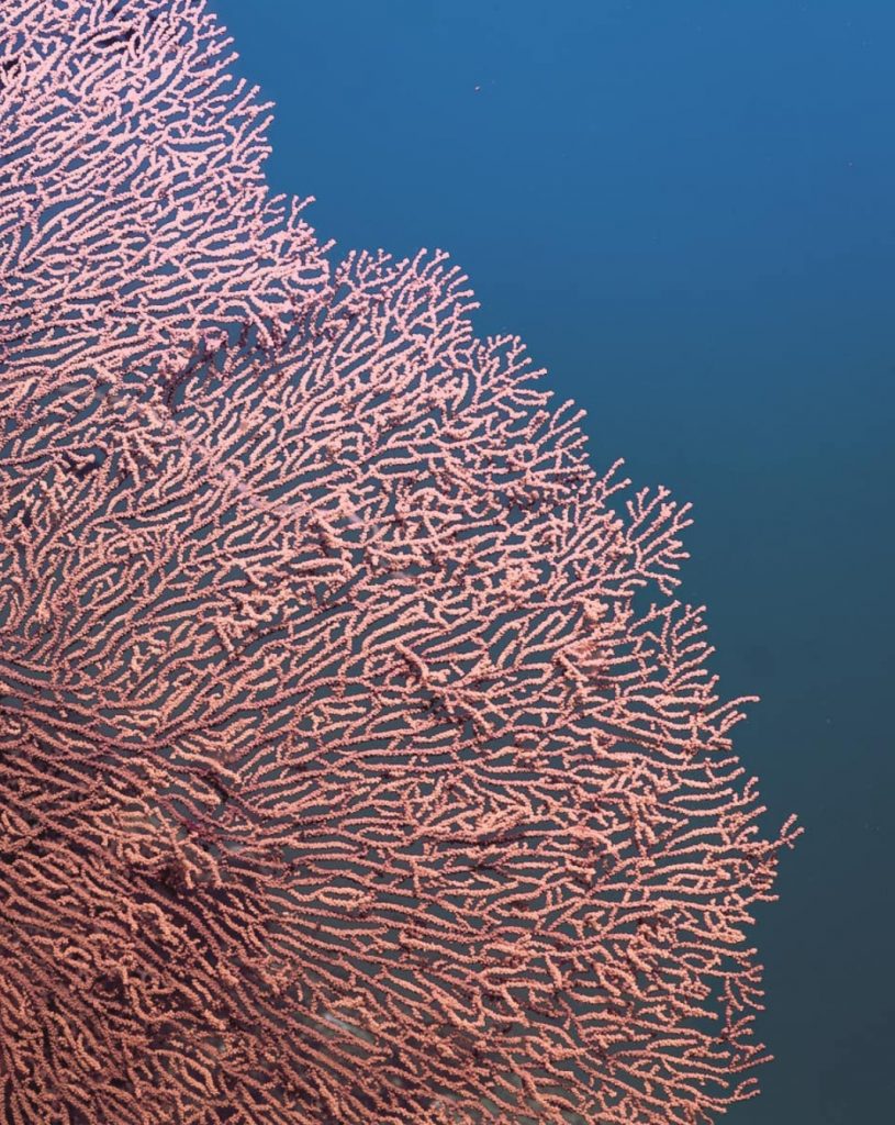 Sea fans in coral reefs. Crystal Bay, Indonesia