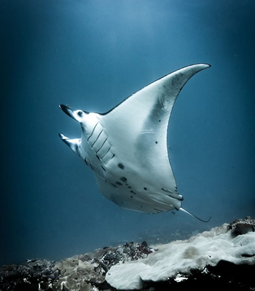 Stingray in Bali, Photo by Pepe Arcos.