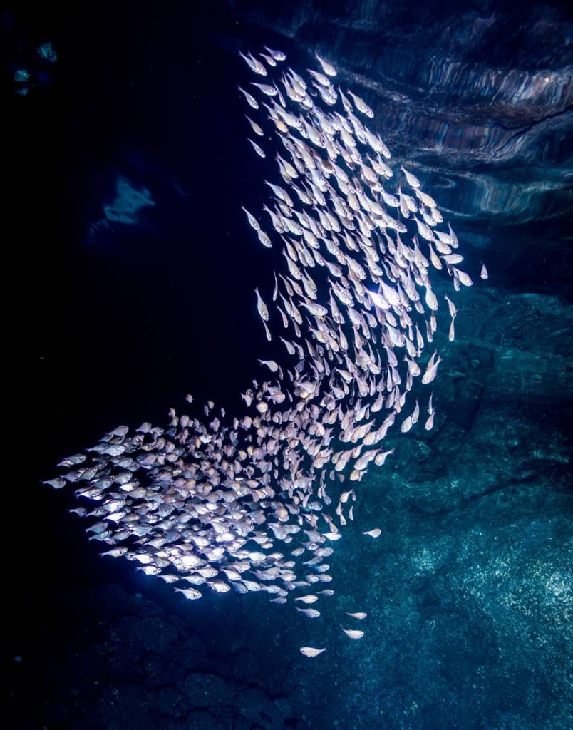 Photo of a fish flock in Nusa Penida by Pepe Arcos.