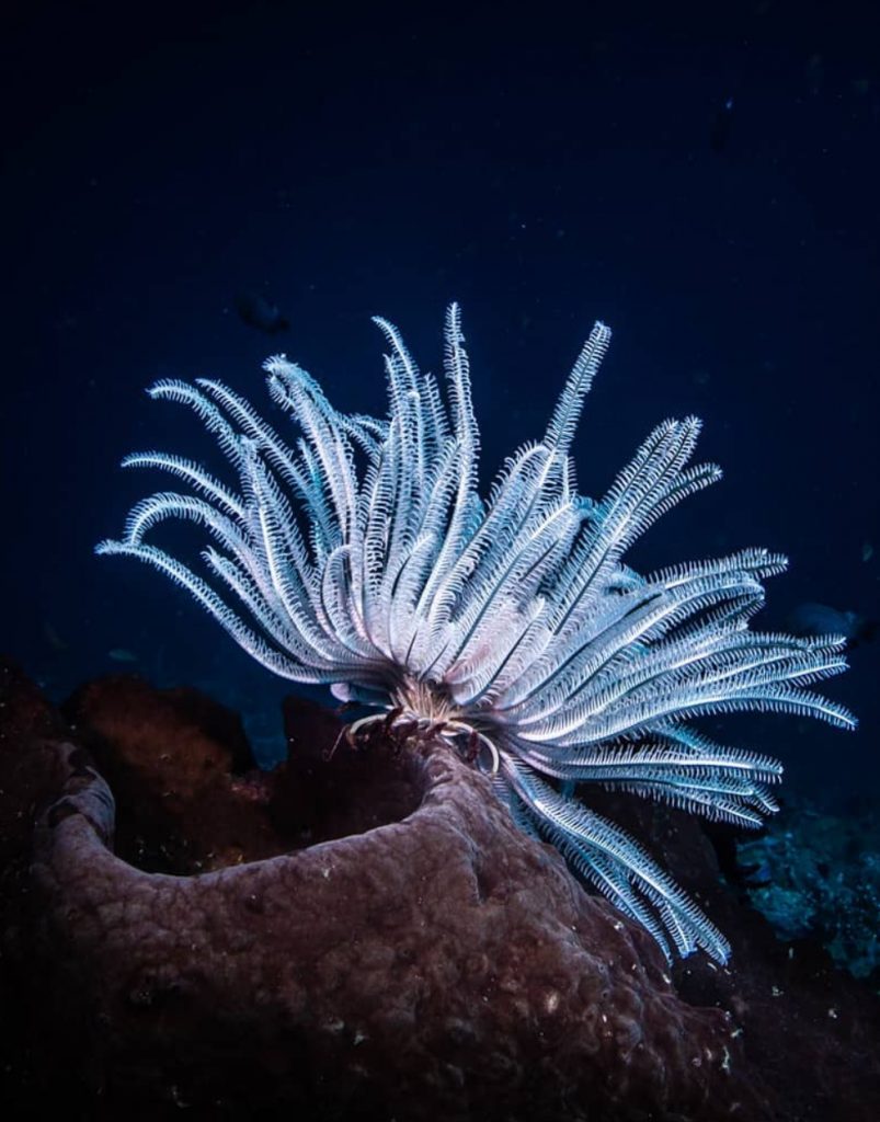 Underwater creatures in Bali, Photo by Pepe Arcos.