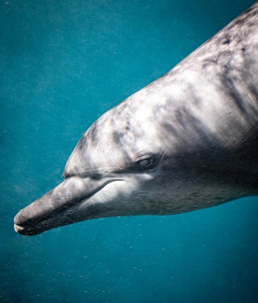 Dolphin Photo by Pepe Arcos.