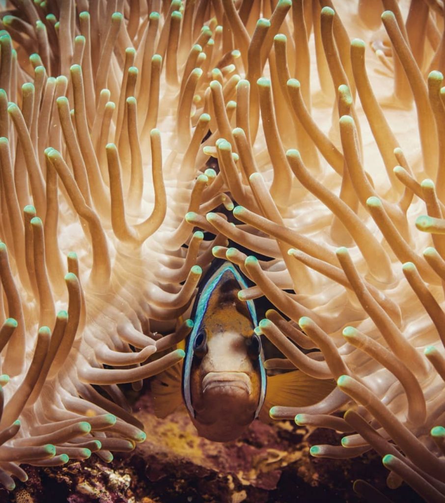 Clownfish in an anemone by Pepe Arcos.