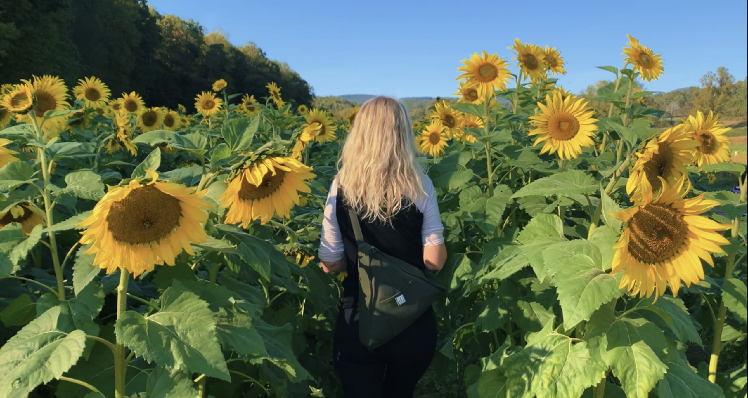 Zest & Curiosity is growing and needs your input Zest and Curiosity