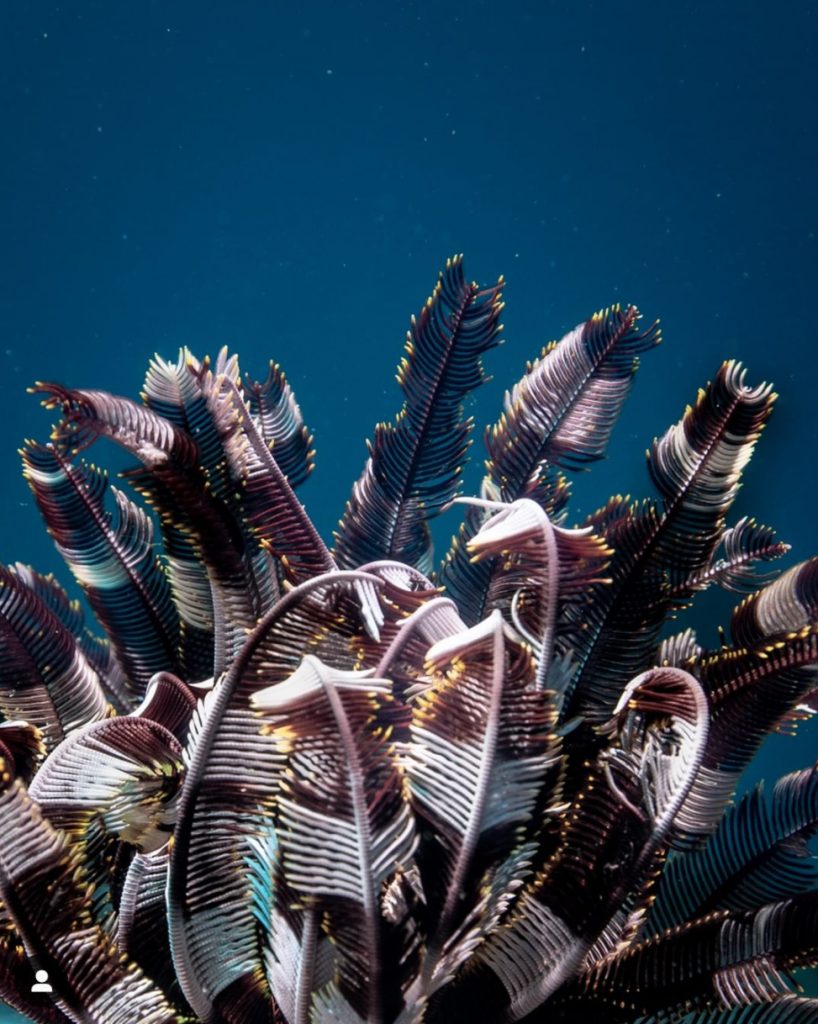 Corals in Nusa Penida Island, Indonesia by Pepe Arcos