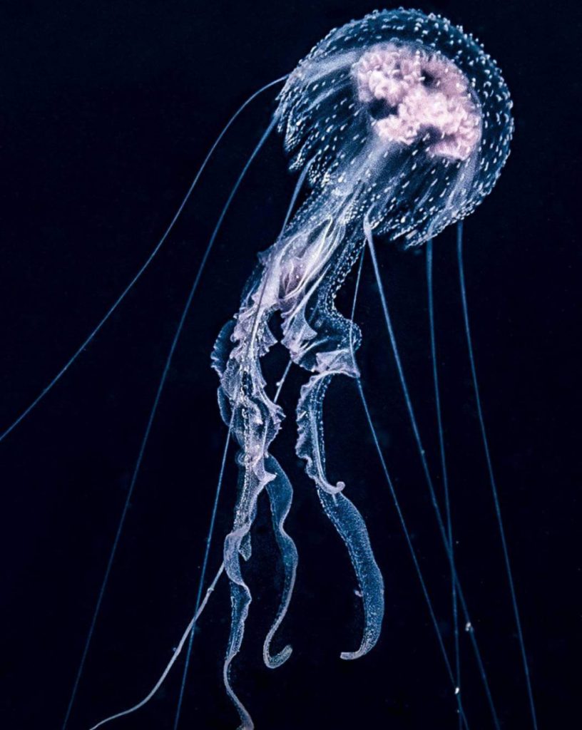 Jellyfish in Panglao, Bohol by Pepe Arcos