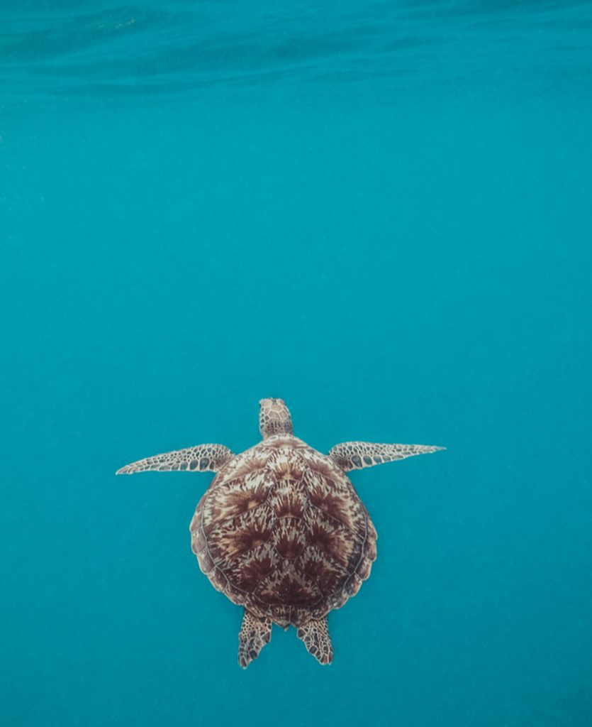Sea turtle in Gili Trawangen Island, Indonesia