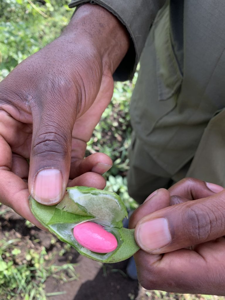 Beanfields in Rwanda