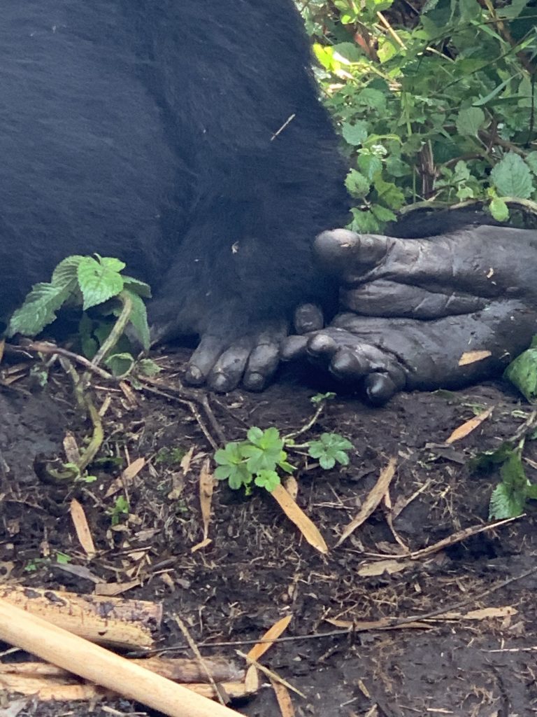 Gorilla touching hands