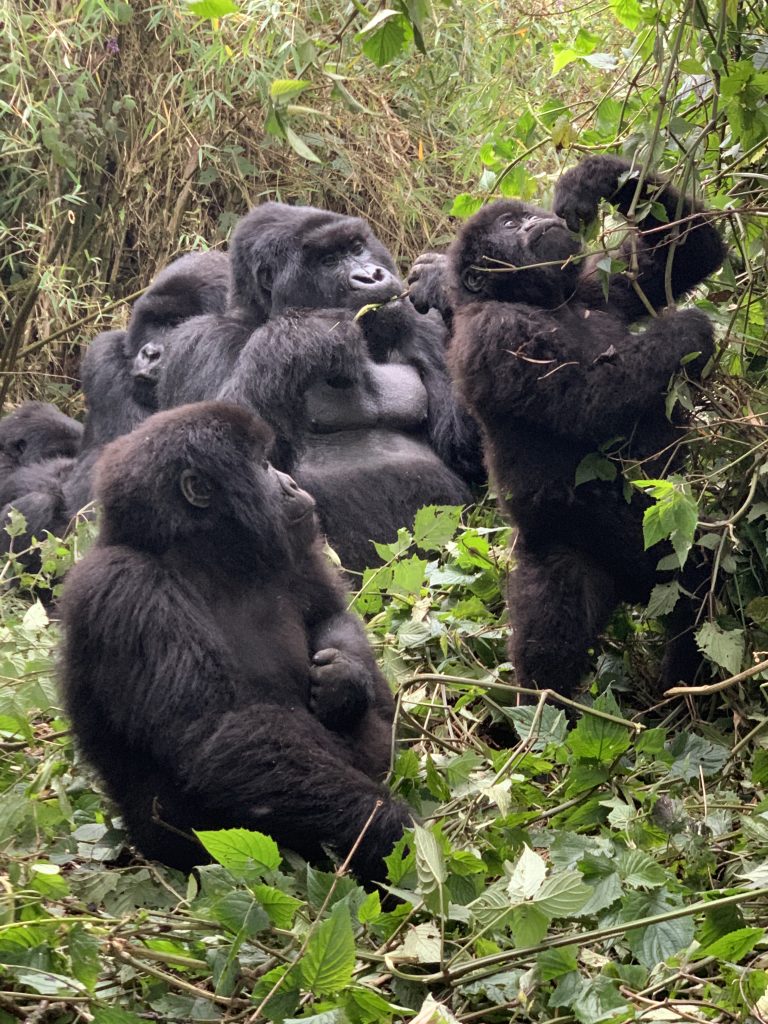 Gorillas in Rwanda