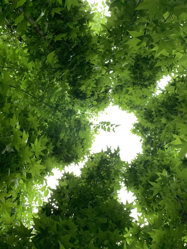 Gazing through the canopy at Atlanta Botanical Garden