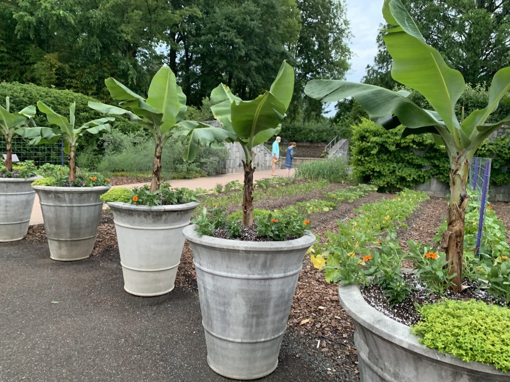 Banana trees line the path through the exquisite Atlanta Botanical Garden.