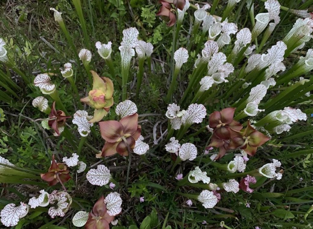 Rare native flowers of Georgia. Botanical garden.